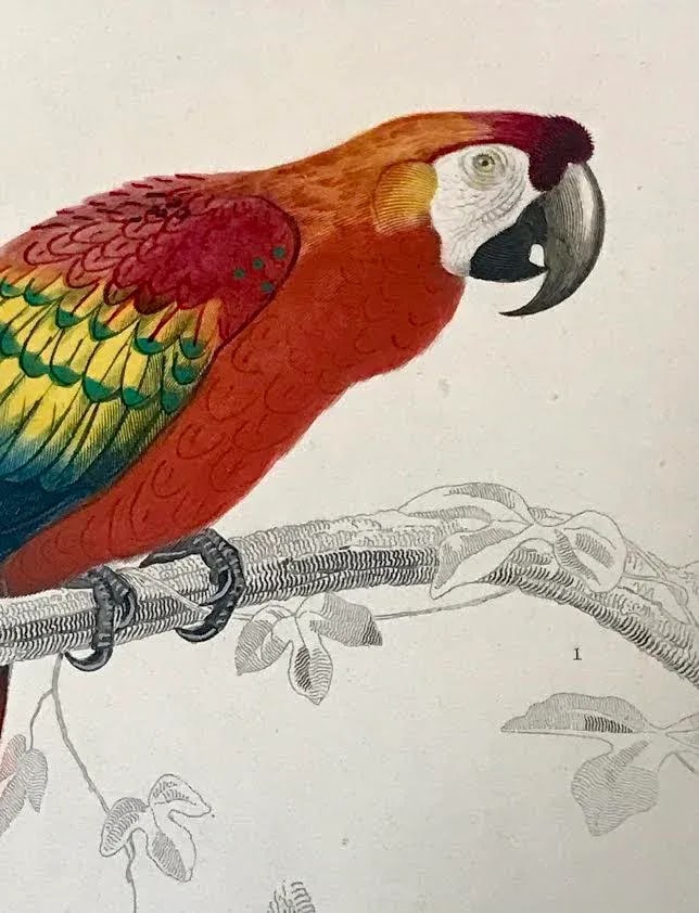 Antique French Hand Colored Engraving of a Parrot and Woodpecker Buffon Paris 1825 - 4