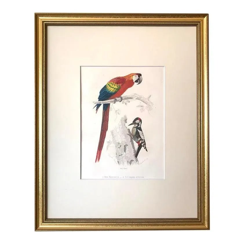 Antique French Hand Colored Engraving of a Parrot and Woodpecker Buffon Paris 1825 - 6