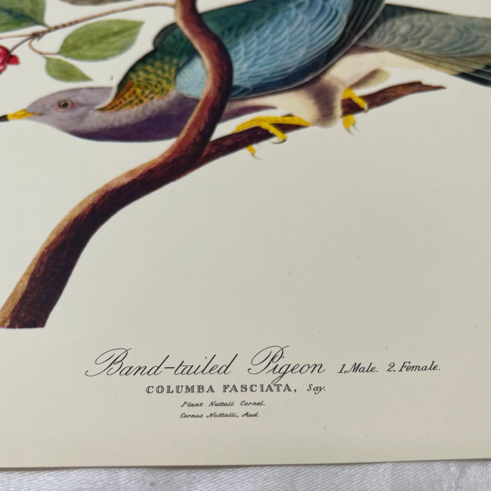 1964 Band-Tailed Pigeon Reproduction Print After Audubon - 12