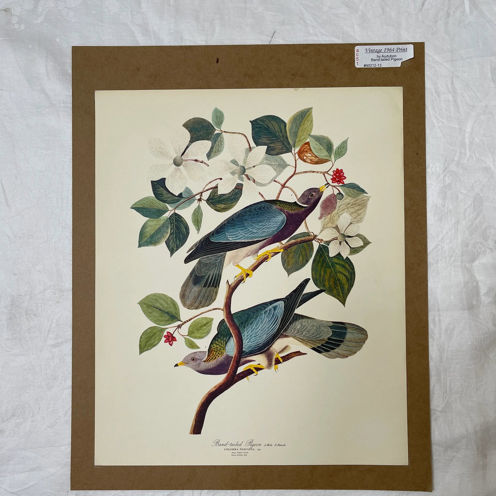1964 Band-Tailed Pigeon Reproduction Print After Audubon - 13