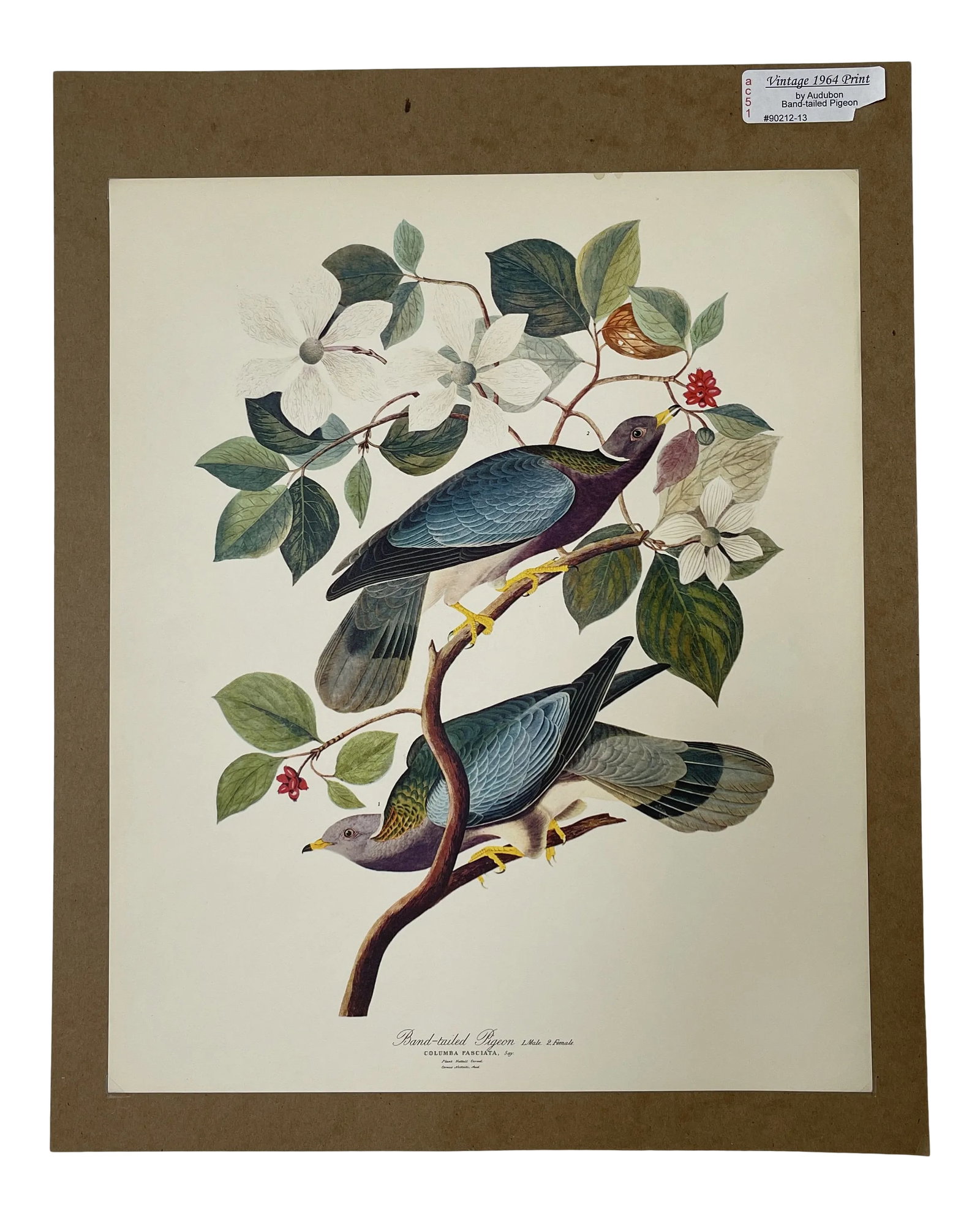 1964 Band-Tailed Pigeon Reproduction Print After Audubon (1 of 13)