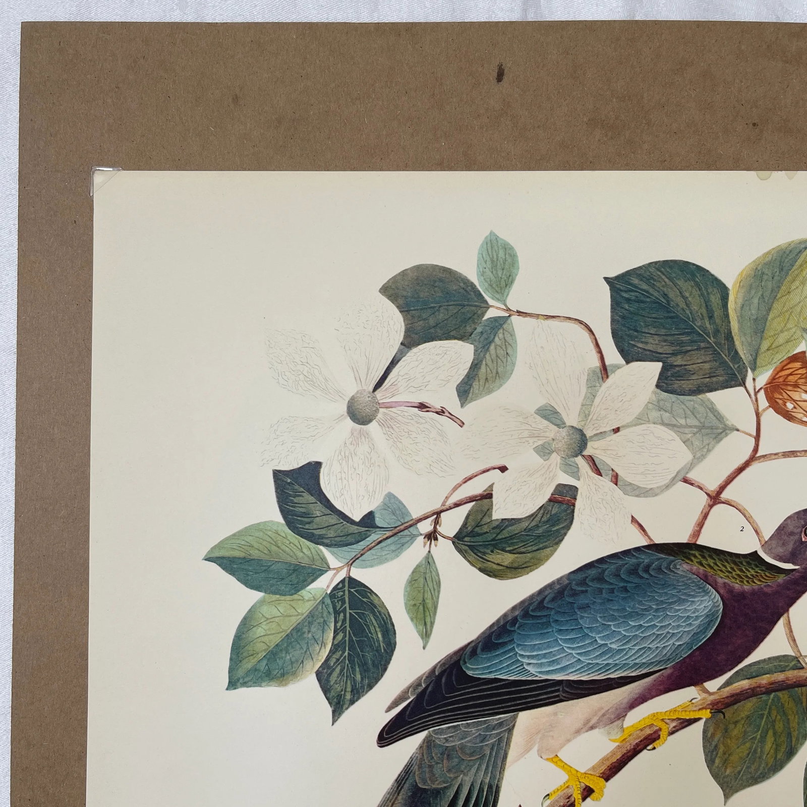 1964 Band-Tailed Pigeon Reproduction Print After Audubon - 2