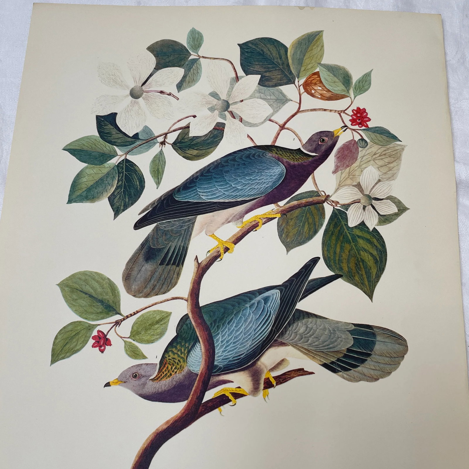 1964 Band-Tailed Pigeon Reproduction Print After Audubon - 3