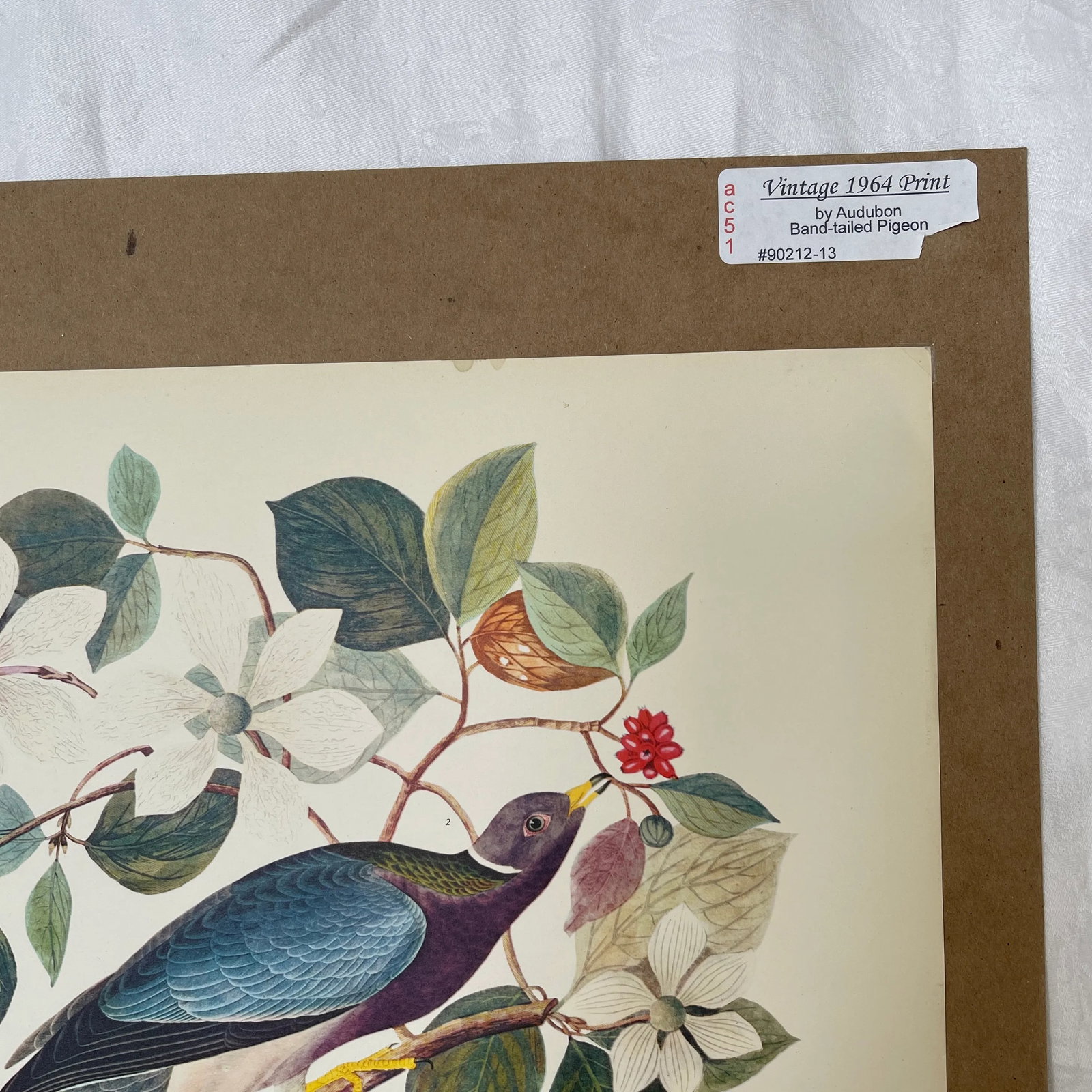 1964 Band-Tailed Pigeon Reproduction Print After Audubon - 4