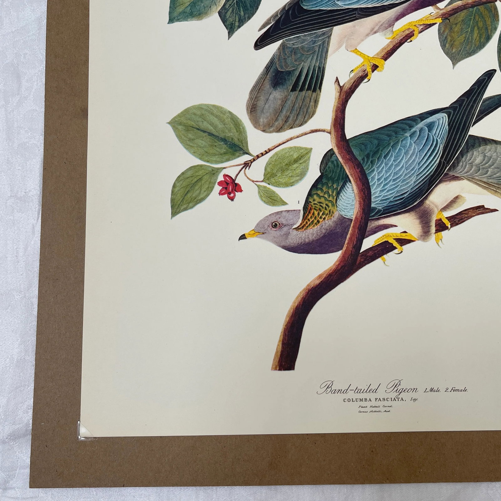 1964 Band-Tailed Pigeon Reproduction Print After Audubon - 5