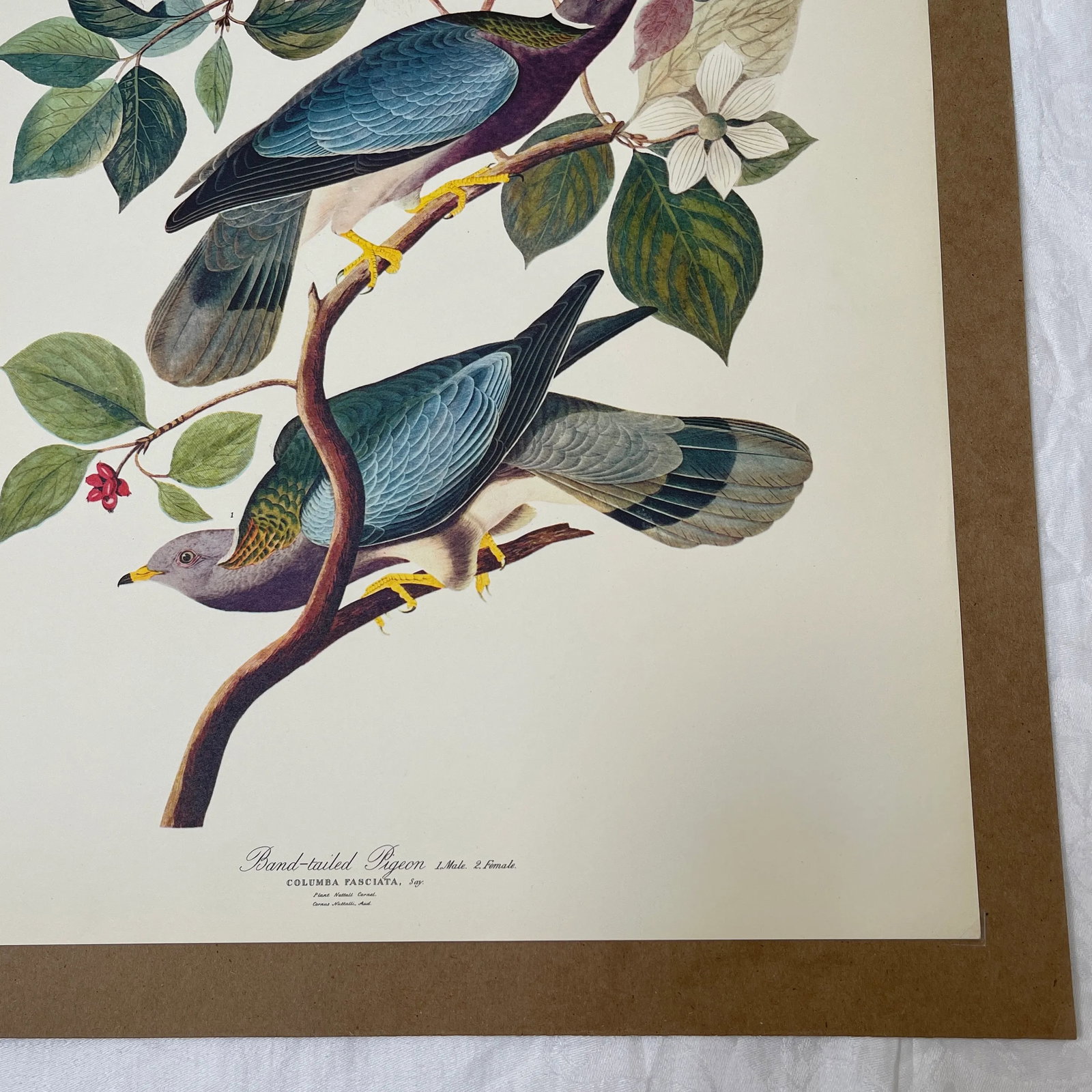 1964 Band-Tailed Pigeon Reproduction Print After Audubon - 6