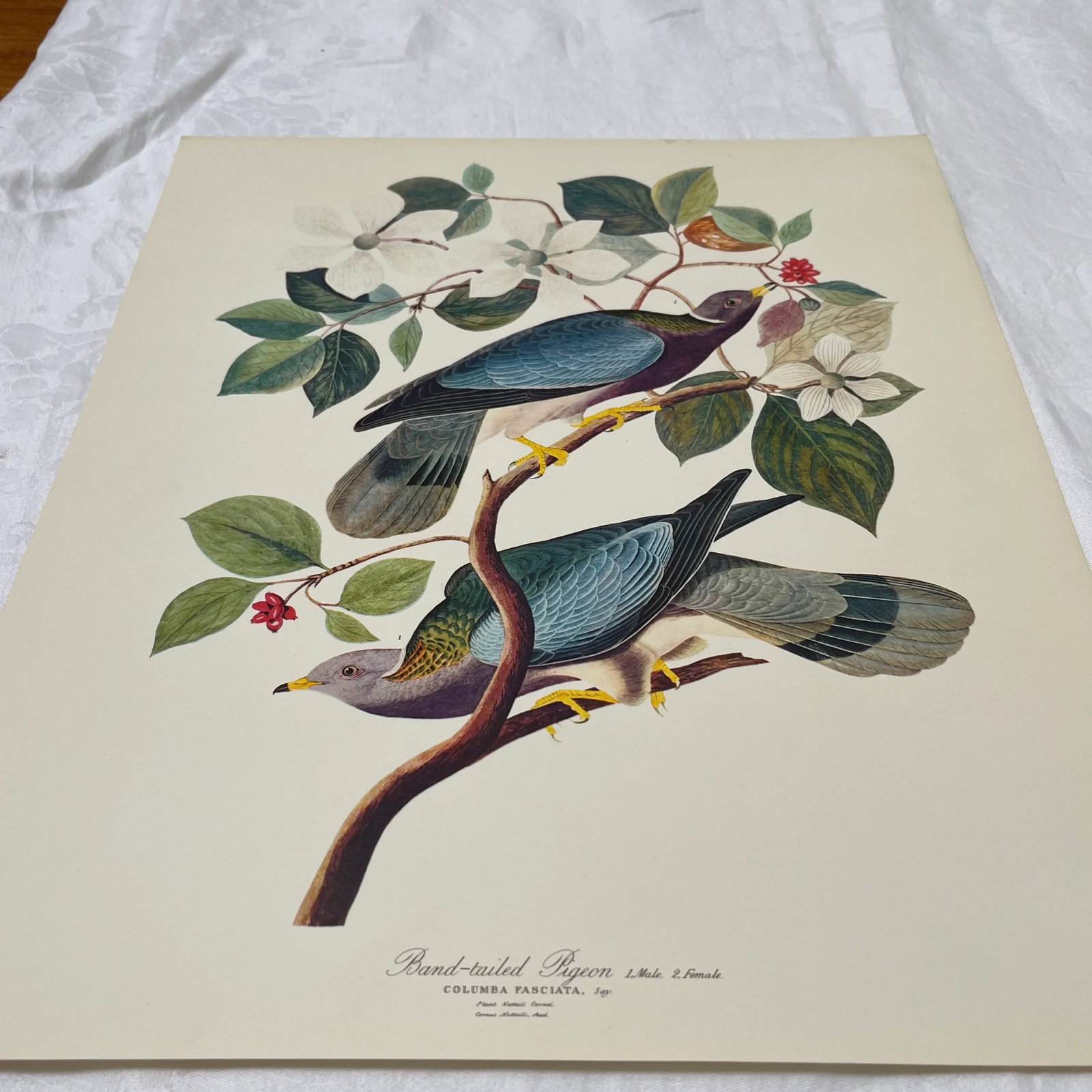 1964 Band-Tailed Pigeon Reproduction Print After Audubon - 7