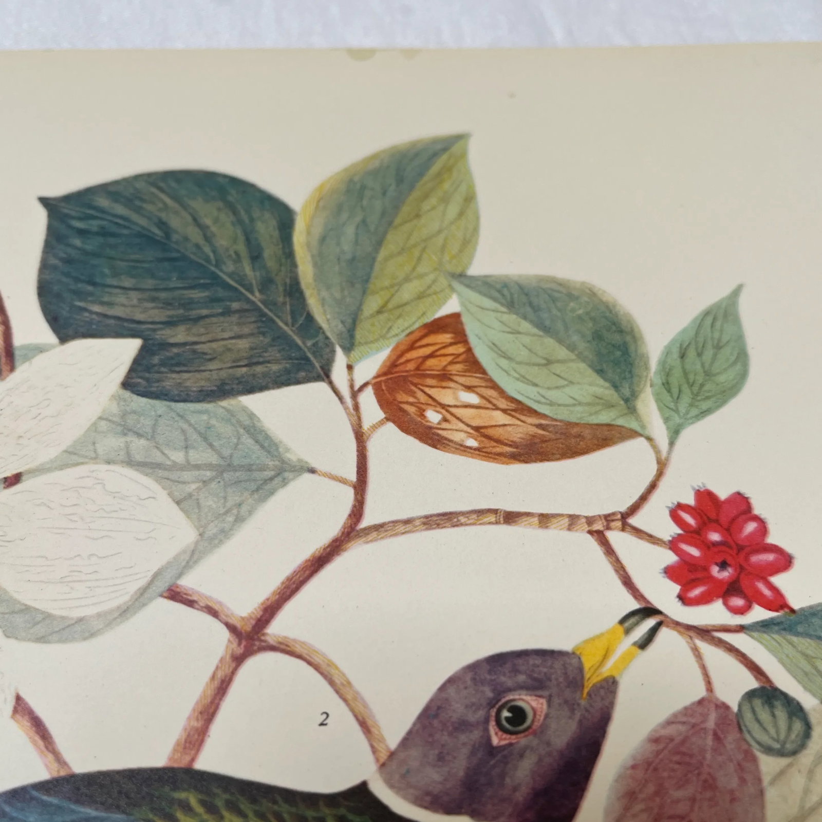 1964 Band-Tailed Pigeon Reproduction Print After Audubon - 8