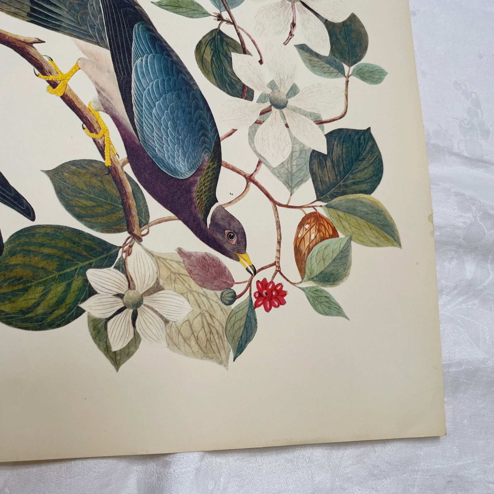 1964 Band-Tailed Pigeon Reproduction Print After Audubon - 9