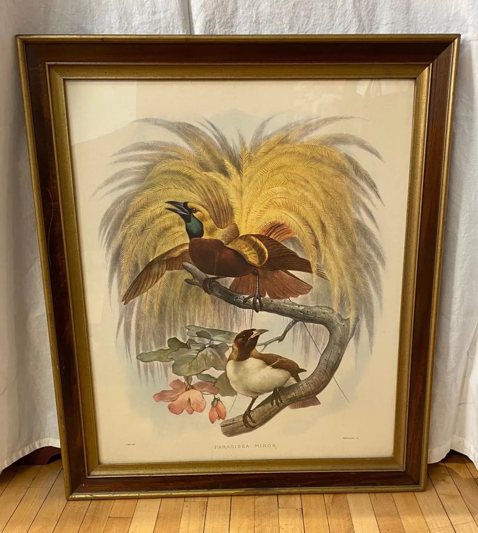 Framed Lithograph Paradisea Minor by J.Smit.lith - 10