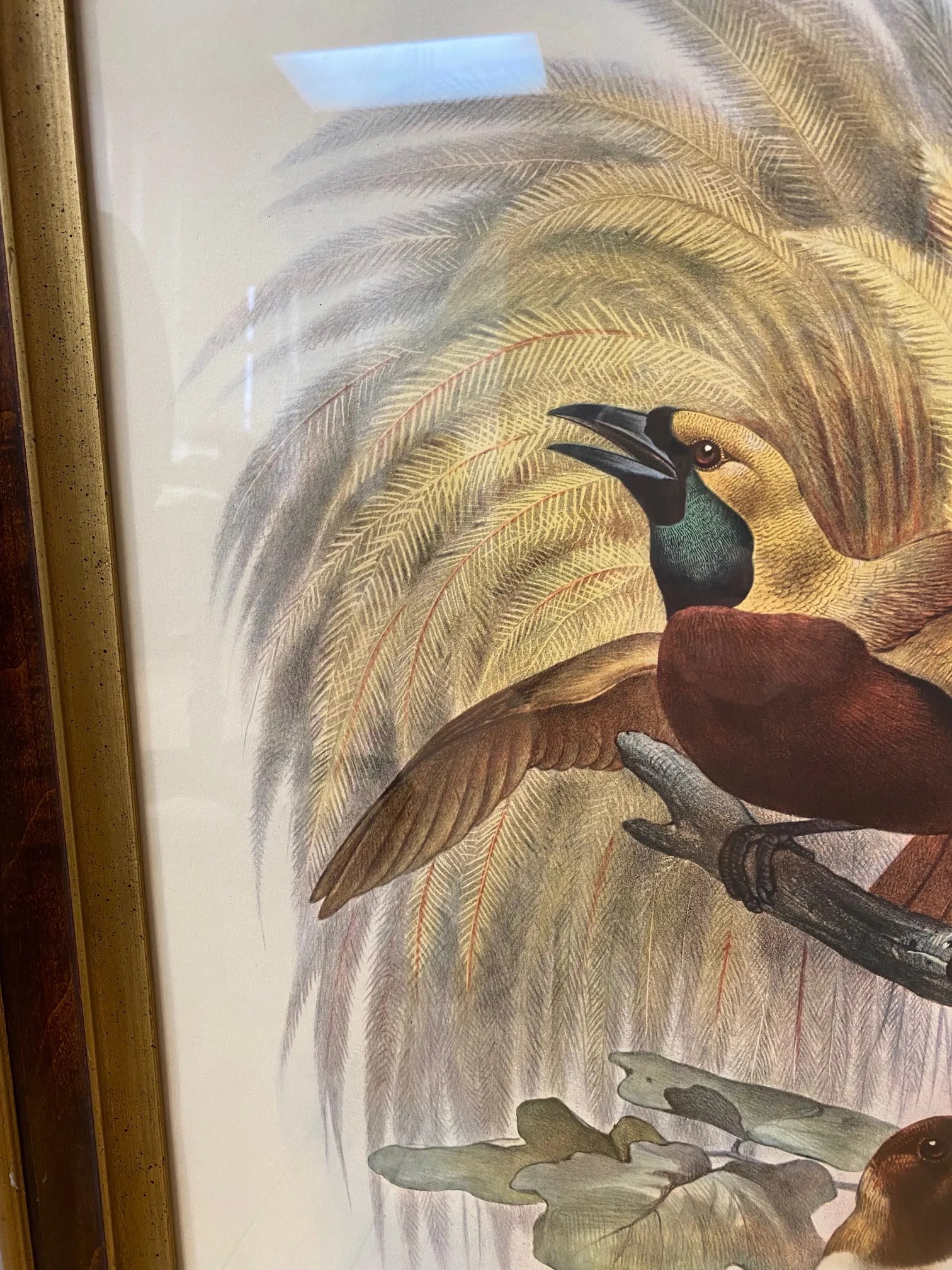 Framed Lithograph Paradisea Minor by J.Smit.lith - 12
