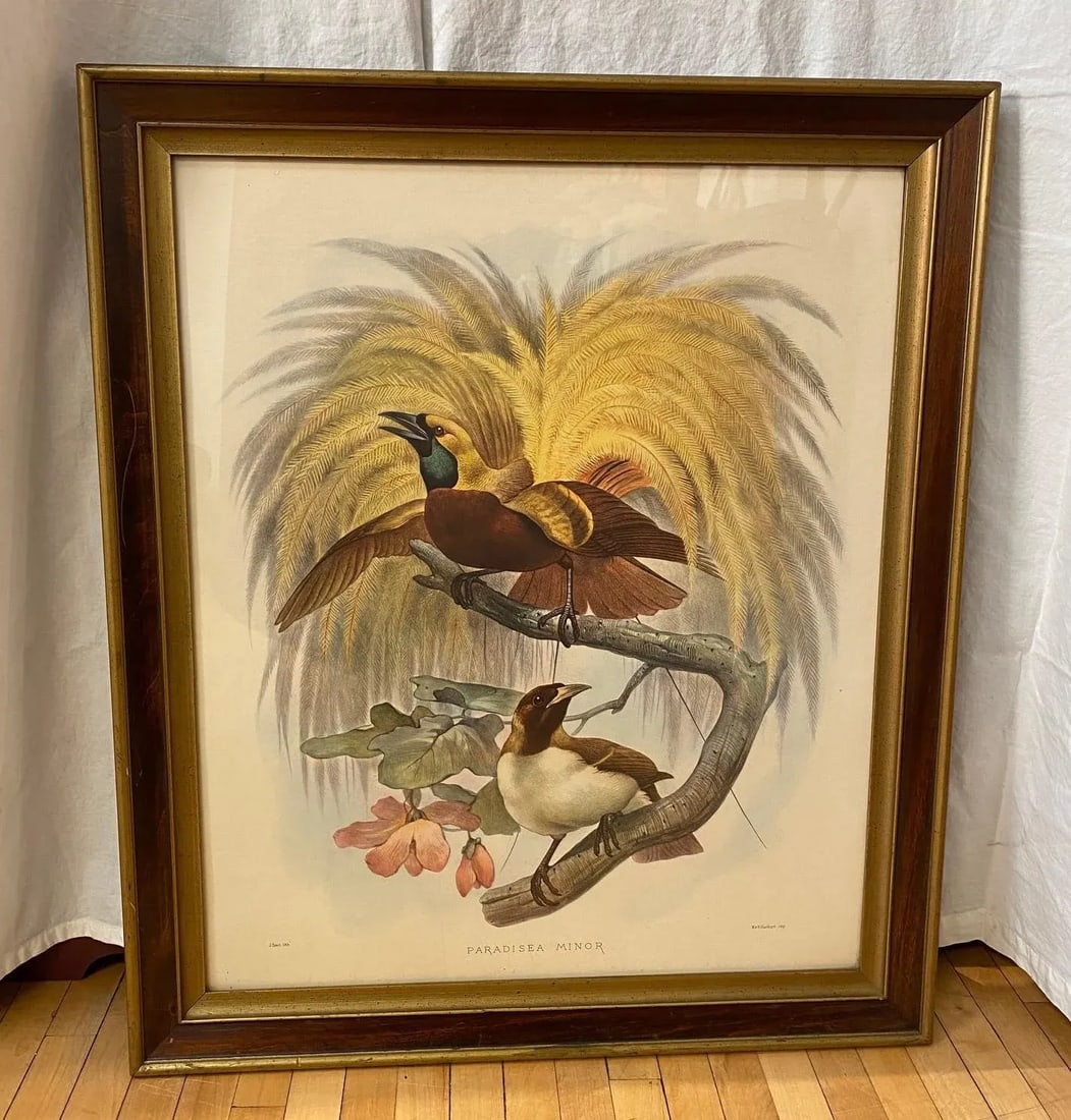 Framed Lithograph Paradisea Minor by J.Smit.lith - 13