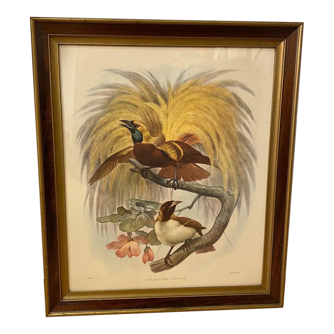 Framed Lithograph Paradisea Minor by J.Smit.lith: Framed Lithograph from J. Smith who was a Dutch zoological illustrator. Paradisea Minor This piece was done in 1873. This is a vintage showroom sample Condition: Alterations: Original Condition