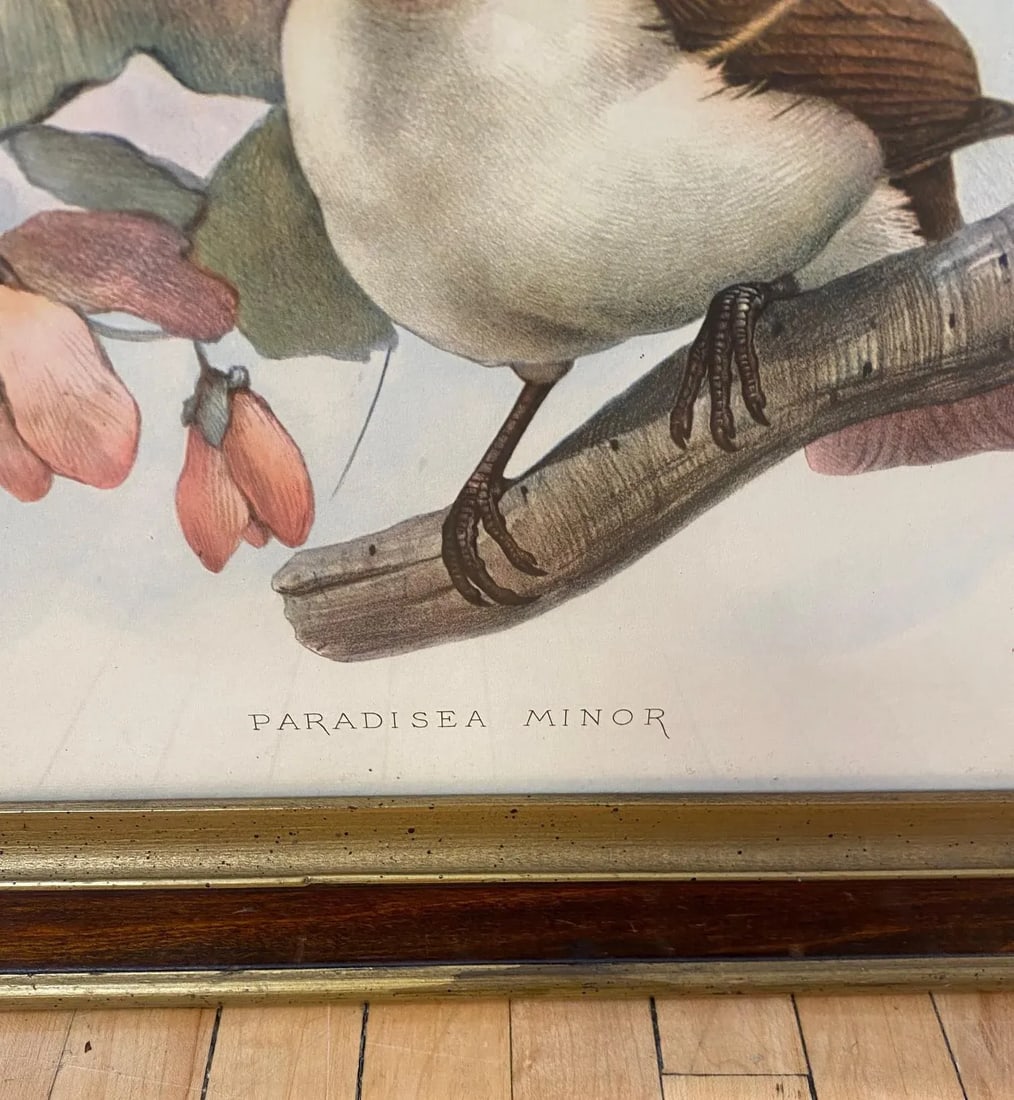 Framed Lithograph Paradisea Minor by J.Smit.lith - 2