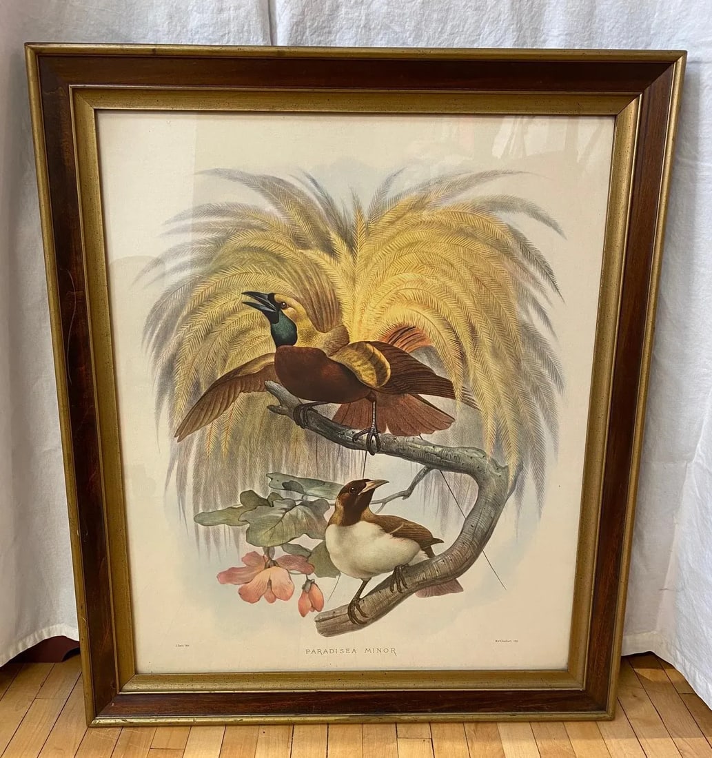 Framed Lithograph Paradisea Minor by J.Smit.lith - 3