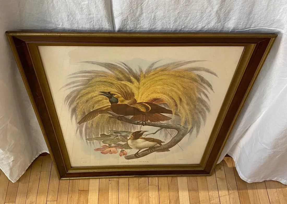 Framed Lithograph Paradisea Minor by J.Smit.lith - 5