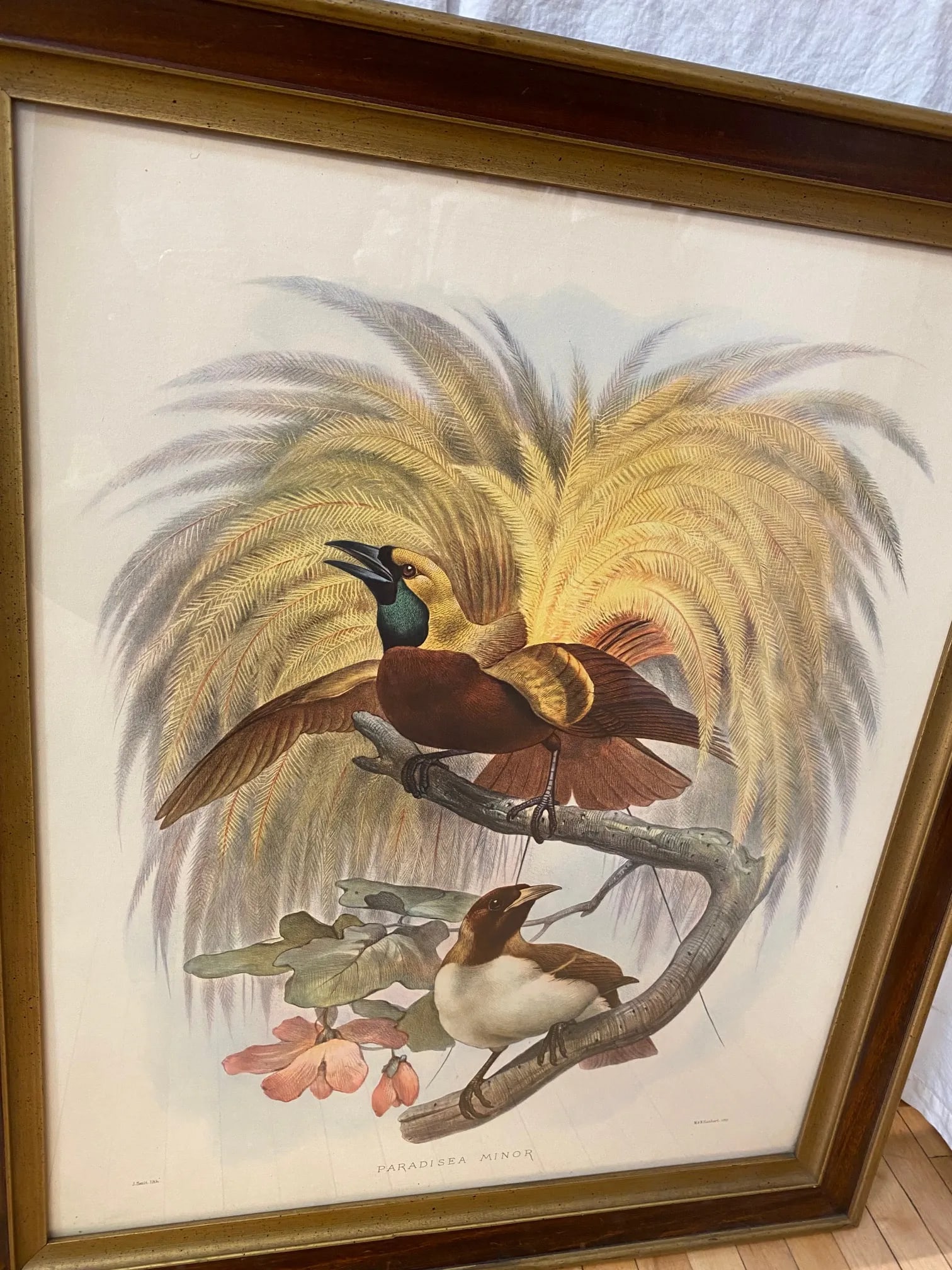 Framed Lithograph Paradisea Minor by J.Smit.lith - 8