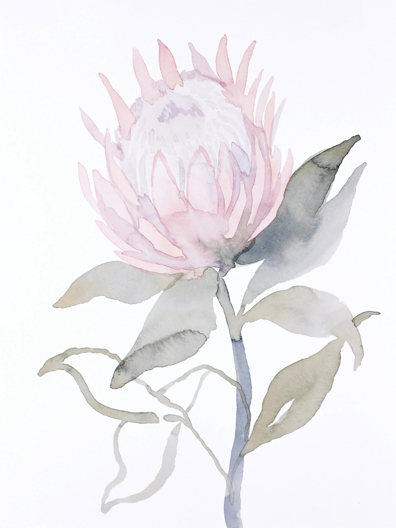 "Protea" Contemporary Original Botanical Watercolor Painting by Elizabeth Becker: Original watercolor painting on 140 lb cold press paper Artist: Elizabeth Becker Year: 2022 Image and Paper Size: 9" x 12" Signed on front Condition: Imperfections: No Imperfections Materials &