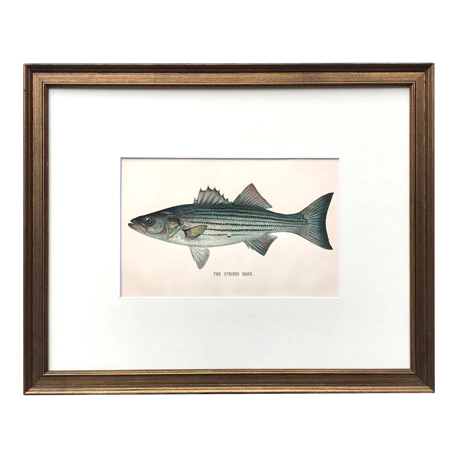 Original Antique Chromolithograph Stripped Bass Fish Print by Tarleton Bean Circa 1890 (1 of 5)