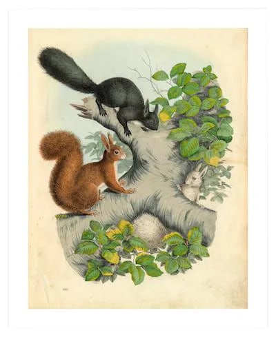 Antique '3 Squirrels' Archival Print: Featured is a beautiful museum-quality print of an original bookplate from the mid-1800s that has been digitally altered. It is printed on archival French rag paper with permanent pigments which means