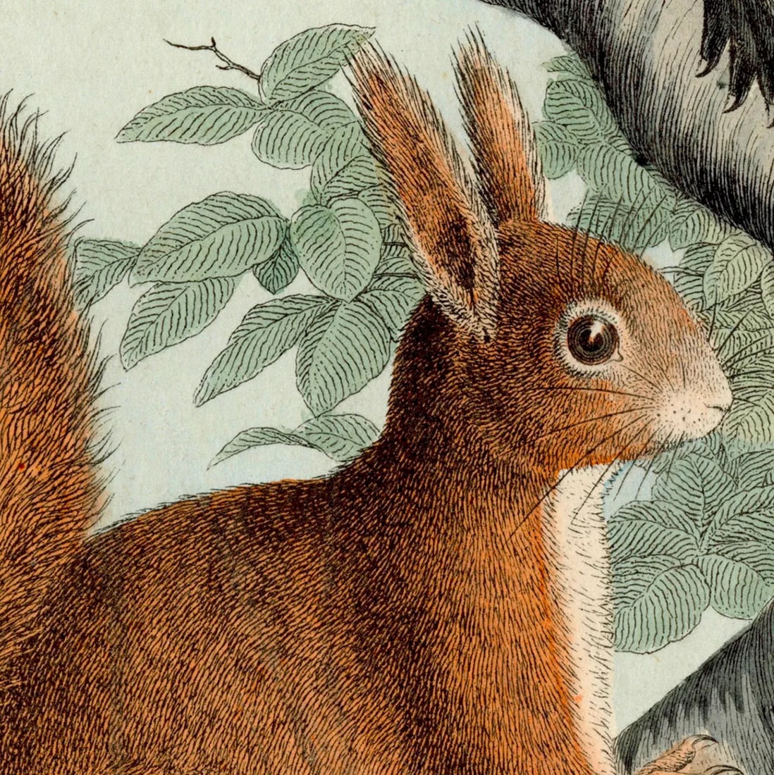 Antique '3 Squirrels' Archival Print - 2