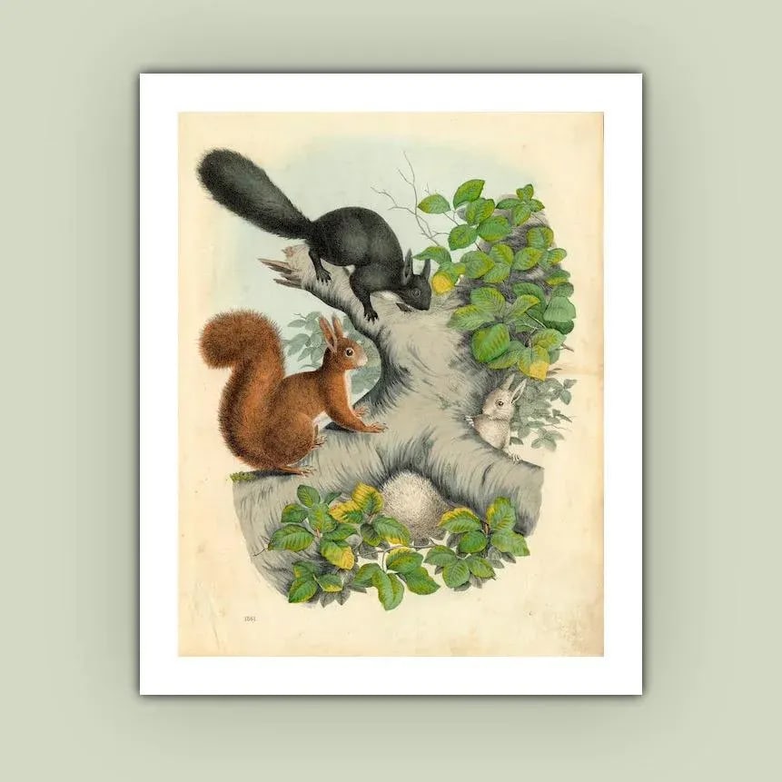 Antique '3 Squirrels' Archival Print - 3