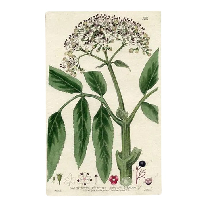 1835, Dwarf Elder Tree Print, Original Hand Colored Engraving, England: Original early-1800s hand-colored botanical engraving of the Dwarf Elder. This botanical print is from a folio of flowering plants of Great Britain published by the botanist William Baxter (1787-1871)