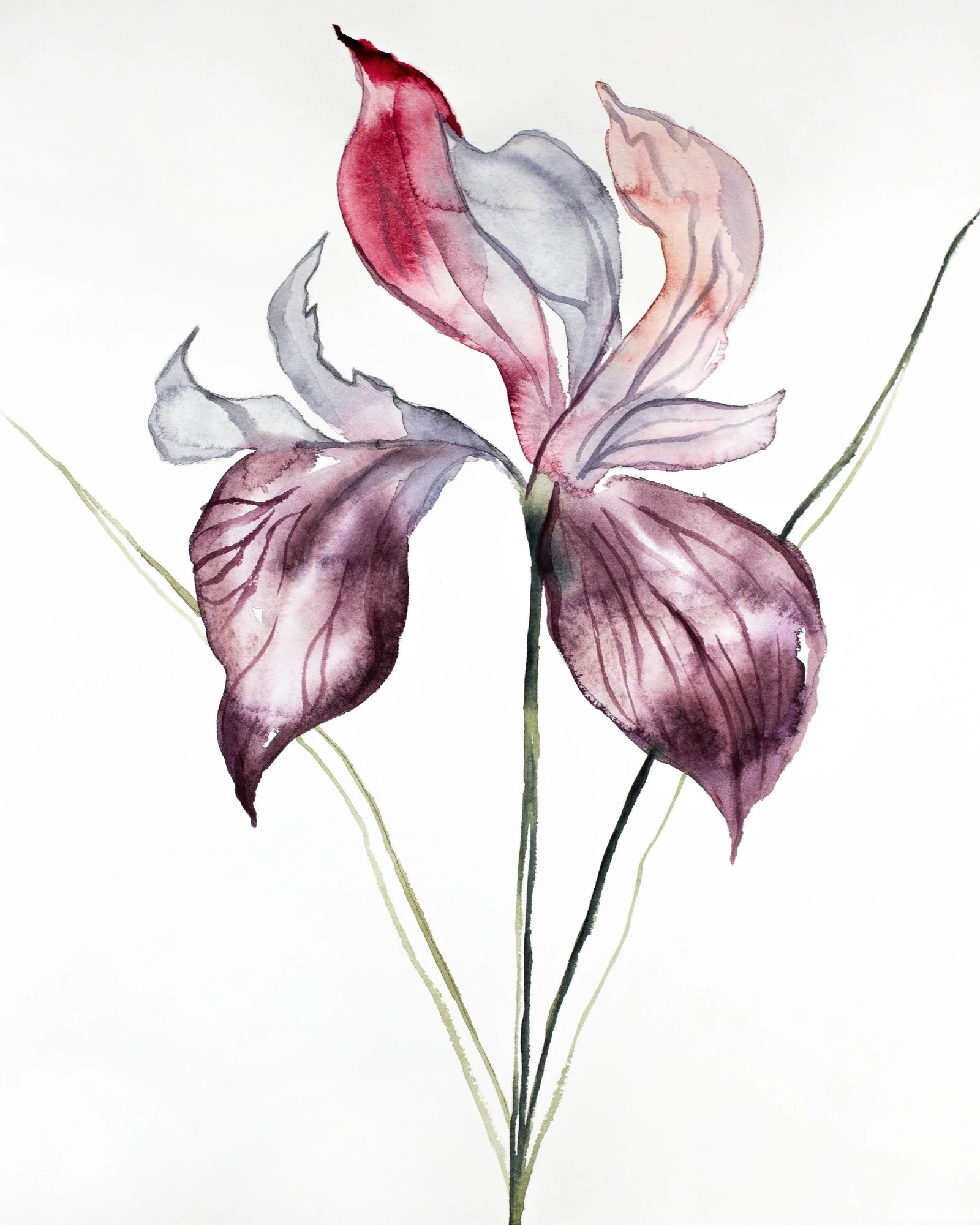 "Iris No. 102" Contemporary Original Watercolor Painting by Elizabeth Becker: Original watercolor painting on 140 lb cold press paper Artist: Elizabeth Becker Year: 2019 Image and Paper Size: 16" x 20" Signed on front Condition: Imperfections: No Imperfections Origin: United