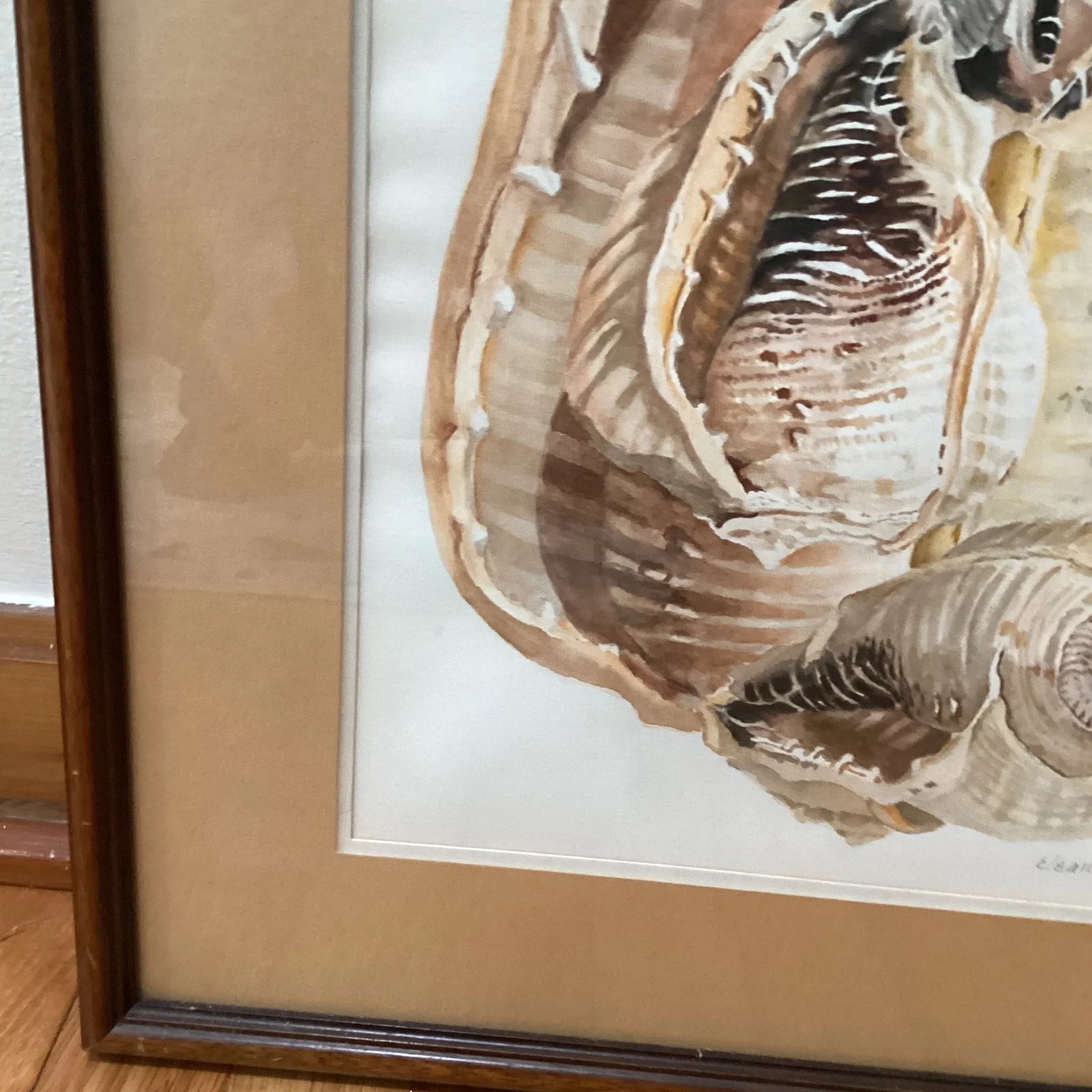 Circa 1979 Eleanor Gustafson Original Watercolor Painting Still Life of Sea Shells - 4