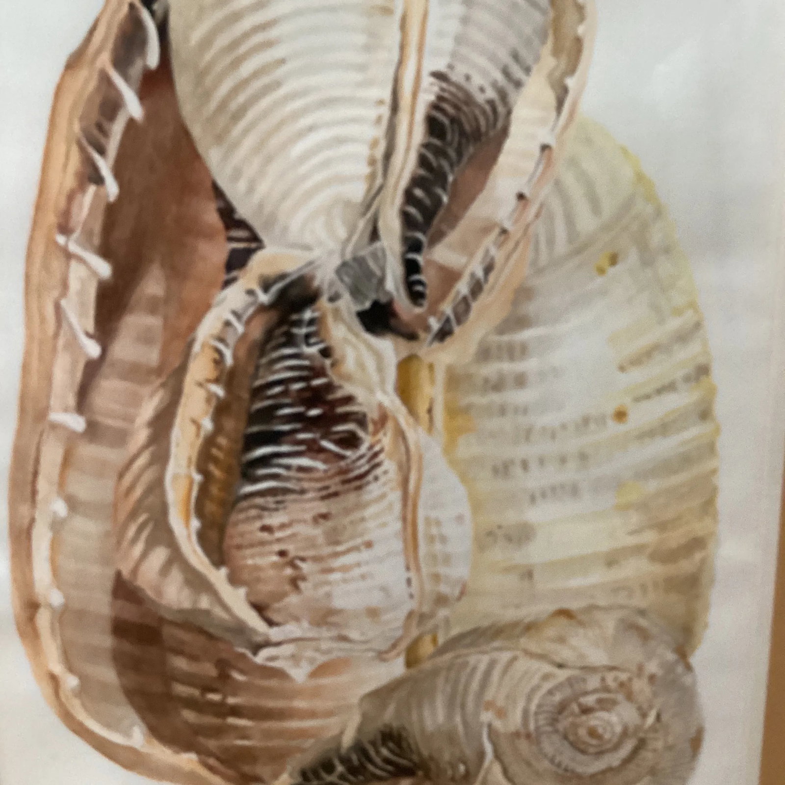 Circa 1979 Eleanor Gustafson Original Watercolor Painting Still Life of Sea Shells - 8