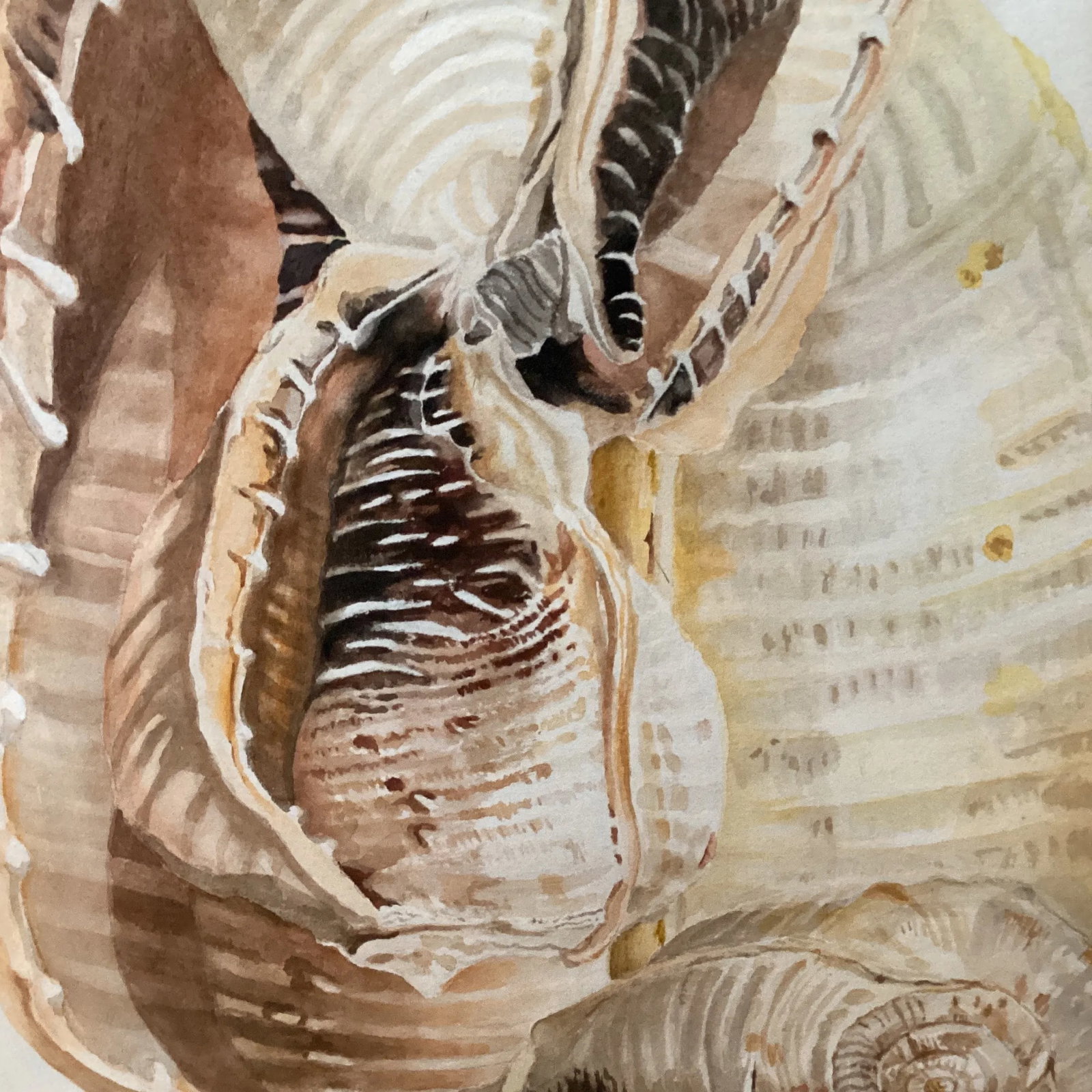 Circa 1979 Eleanor Gustafson Original Watercolor Painting Still Life of Sea Shells - 9