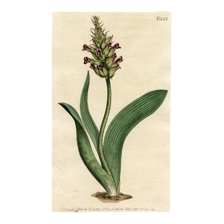 1805, Orchid-Like Cape Cowslip Print, Curtis's Botanical Magazine, Original Antique Botanical Engrav: Original early-1800s hand-colored botanical engraving of the Orchid-like Cape Cowslip. Appeared in "Curtis's Botanical Magazine", the oldest and longest published of the British botanical journals. Ye