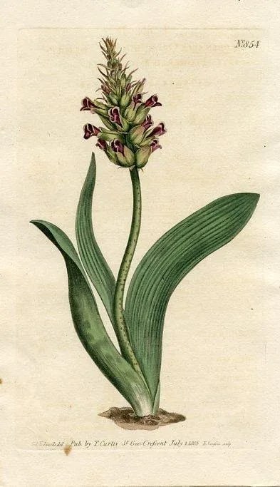 1805, Orchid-Like Cape Cowslip Print, Curtis's Botanical Magazine, Original Antique Botanical Engrav - 3