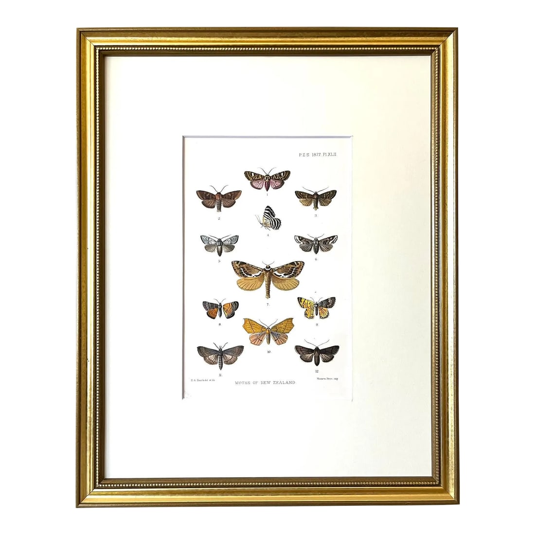 Antique Hand Colored Lithograph of Butterflies and Moths London C.1879: This vibrant natural history lithograph of New Zealand Butterflies and moths is from the Proceedings of the Scientific Meetings of the Zoological Society of London. The work was published by Messes,