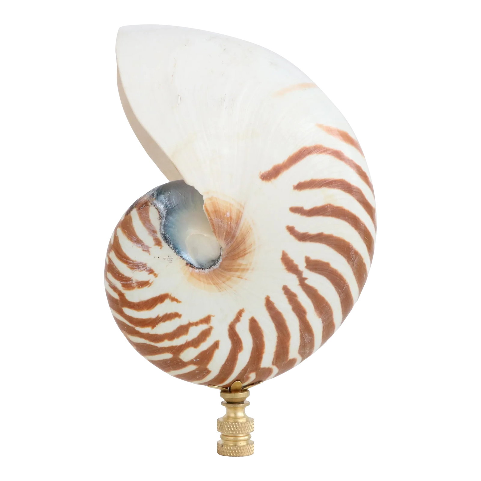 Tiger Seashell Lamp Finial on Brass Hardware: Lamp finial crafted from a large vintage shell specimen. Mounted on a knurled brass finial base sized to fit a standard-size lamp harp with a 1/4" stem. An oversized design, this finial is