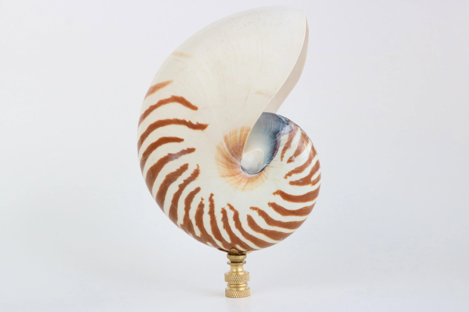 Tiger Seashell Lamp Finial on Brass Hardware - 2