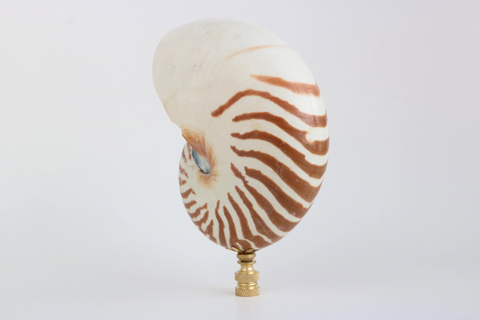 Tiger Seashell Lamp Finial on Brass Hardware - 4
