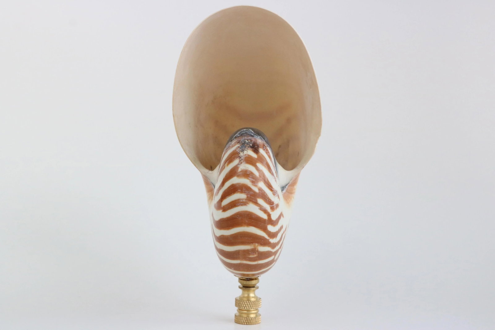 Tiger Seashell Lamp Finial on Brass Hardware - 5