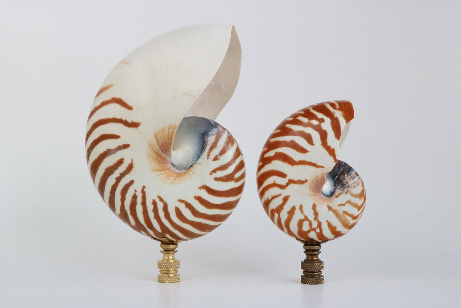 Tiger Seashell Lamp Finial on Brass Hardware - 6