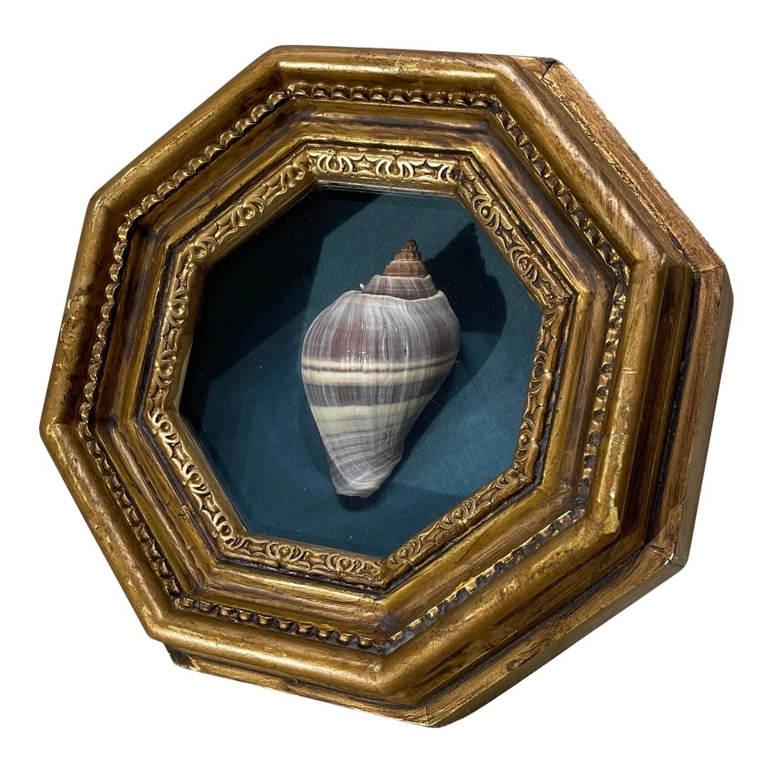 19th Century Victorian Sea Shell in Hexagonal Shadowbox Frame (1 of 5)
