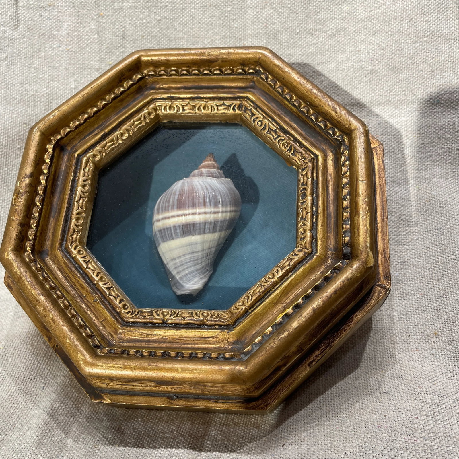 19th Century Victorian Sea Shell in Hexagonal Shadowbox Frame - 2