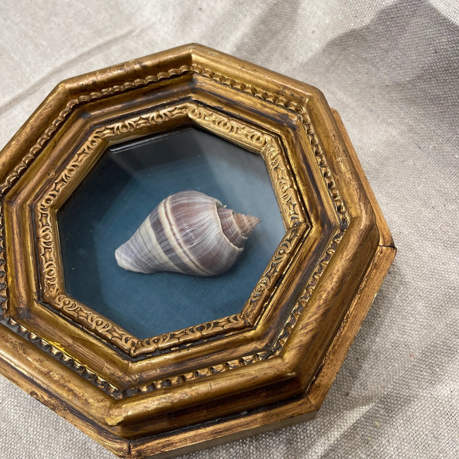 19th Century Victorian Sea Shell in Hexagonal Shadowbox Frame - 5