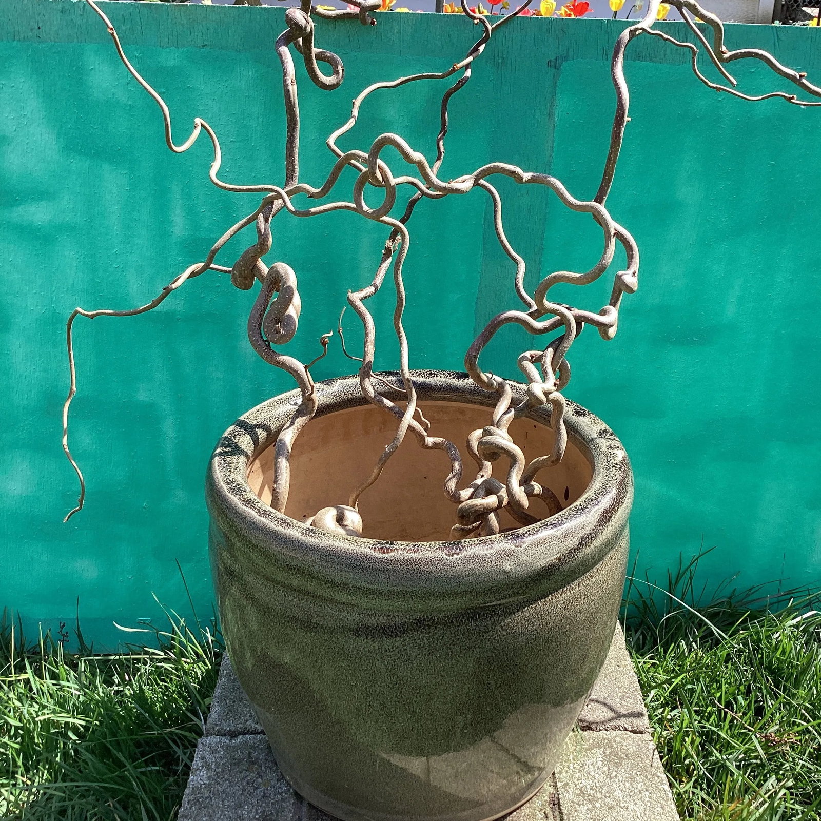 Late 20th Century Large Outdoor/Indoor Glazed Ceramic Planter - 10