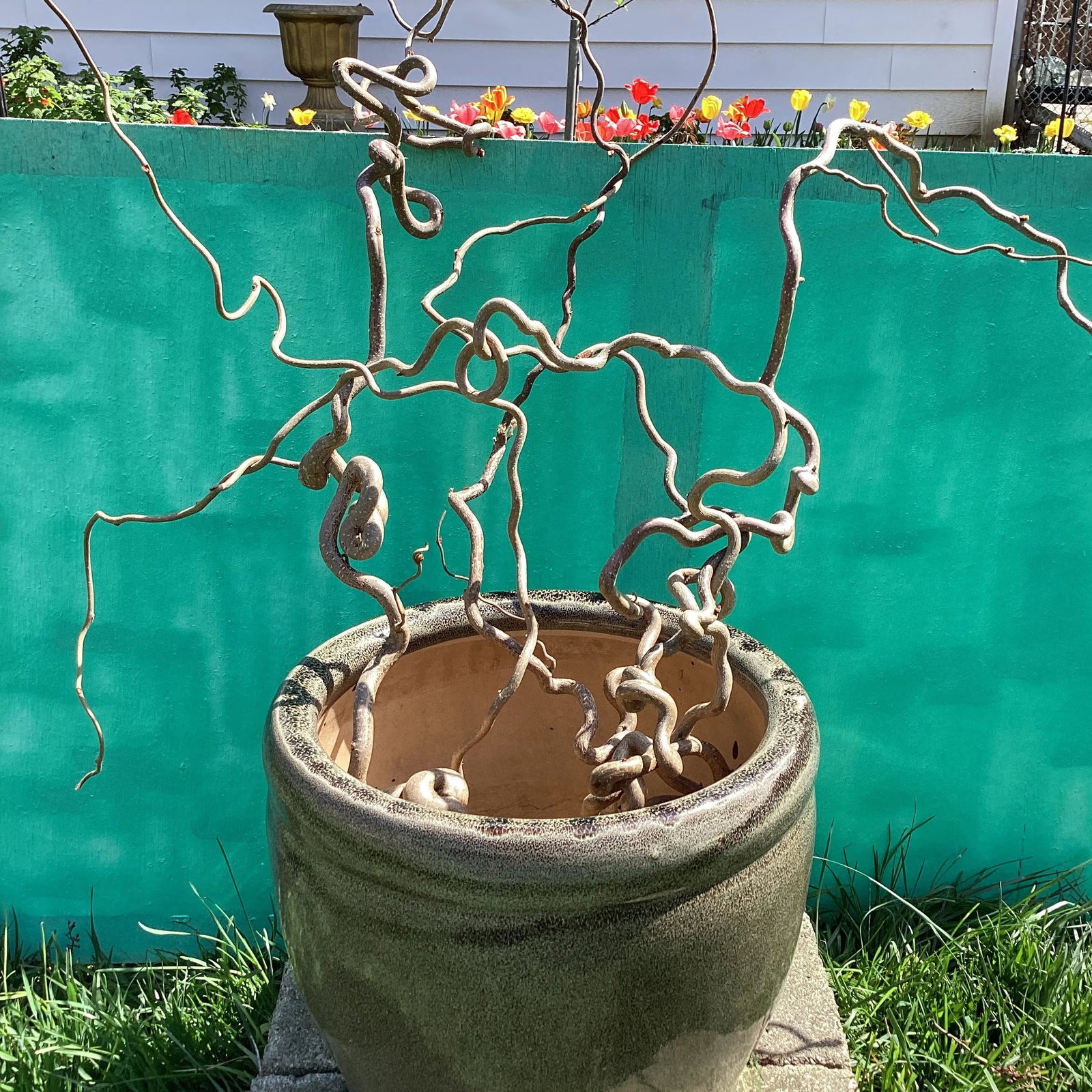 Late 20th Century Large Outdoor/Indoor Glazed Ceramic Planter - 11