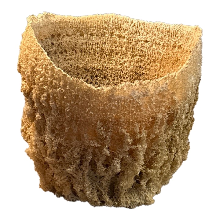 Large Natural Sea Basket Sponge Vase Very Large.: This is a gorgeous specimen extra large sponge vase. 10" tall x 11" Part of a larger Collection, but stands alone beautifully. Condition: Alterations: Original Condition Unaltered Imperfections: Some