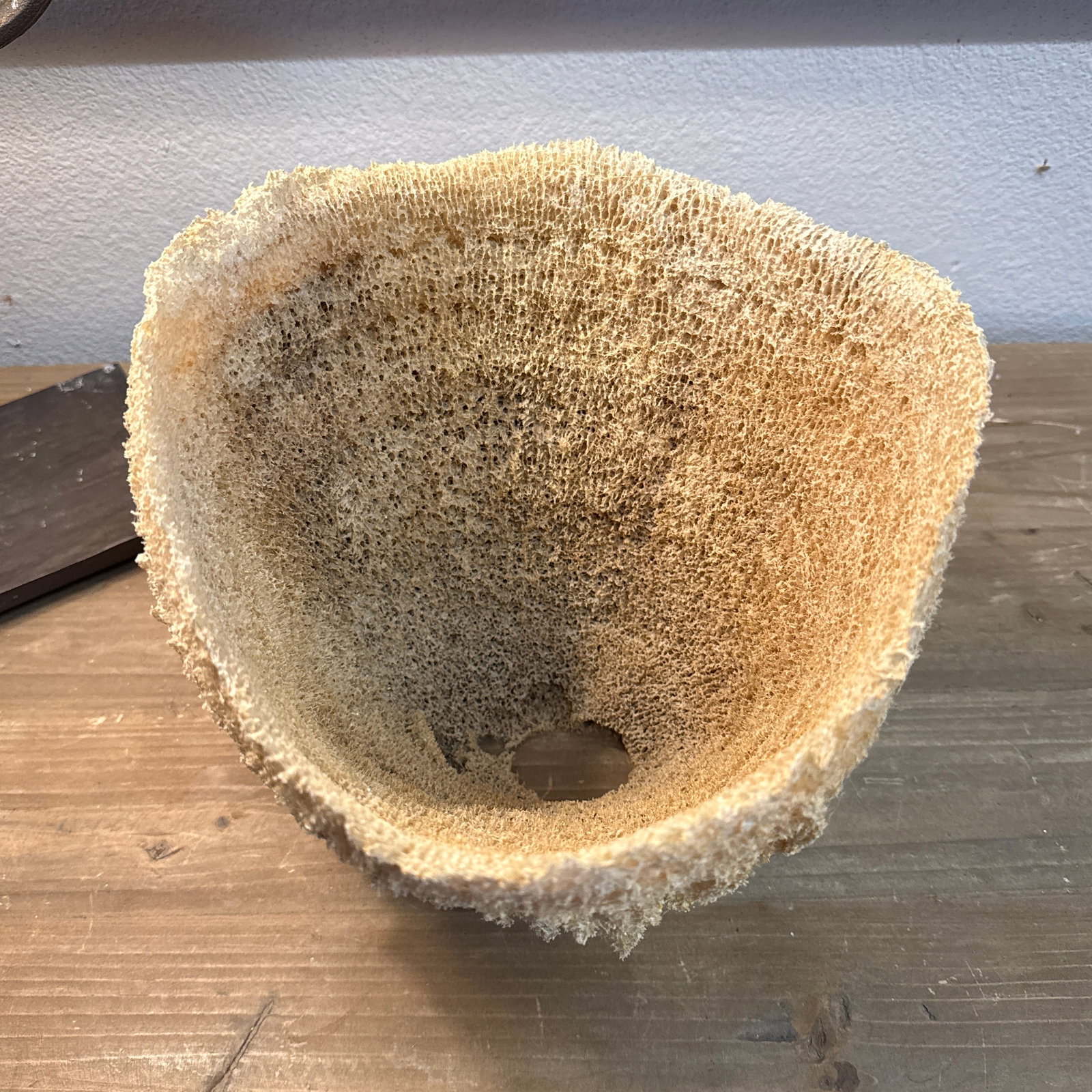Large Natural Sea Basket Sponge Vase Very Large. - 2