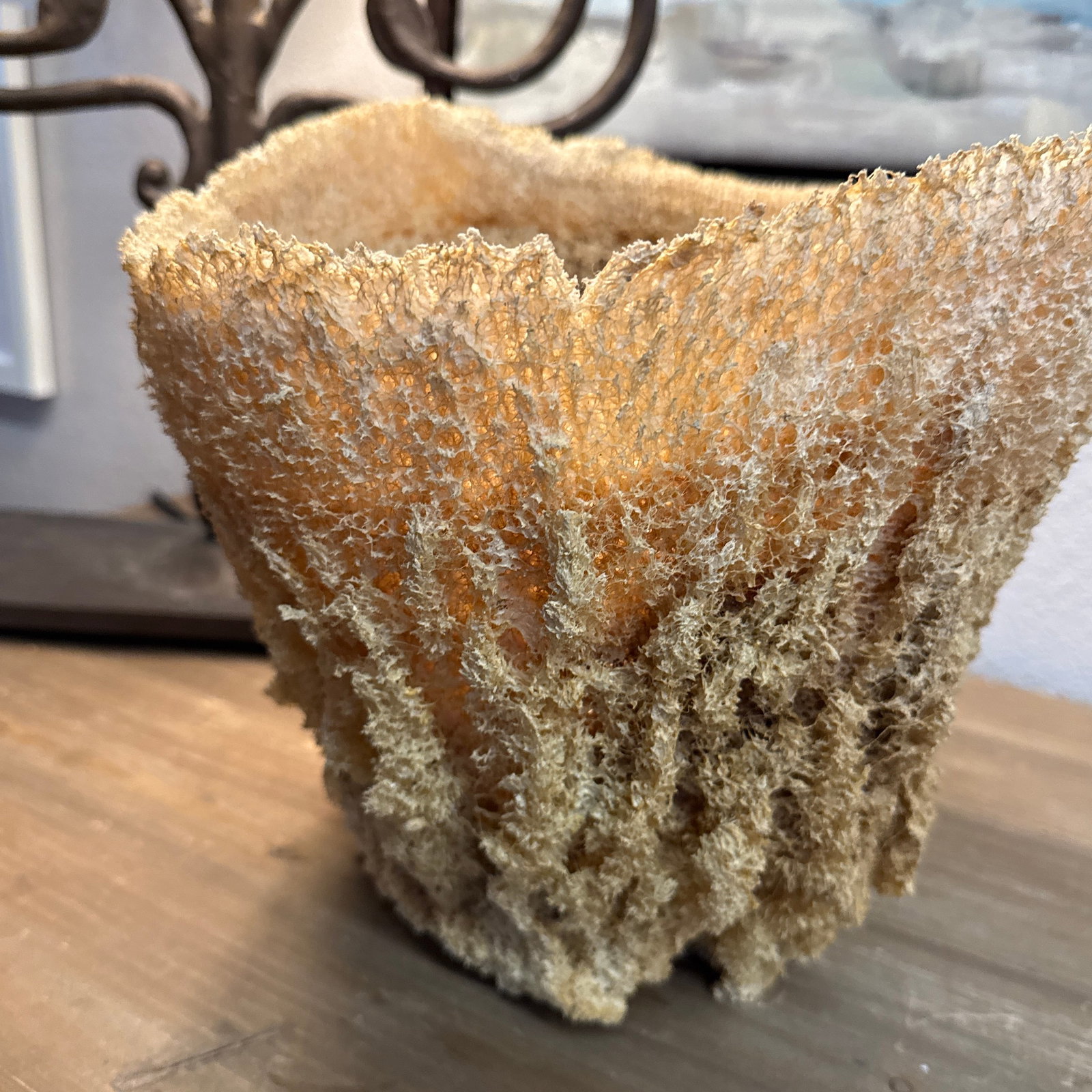 Large Natural Sea Basket Sponge Vase Very Large. - 3