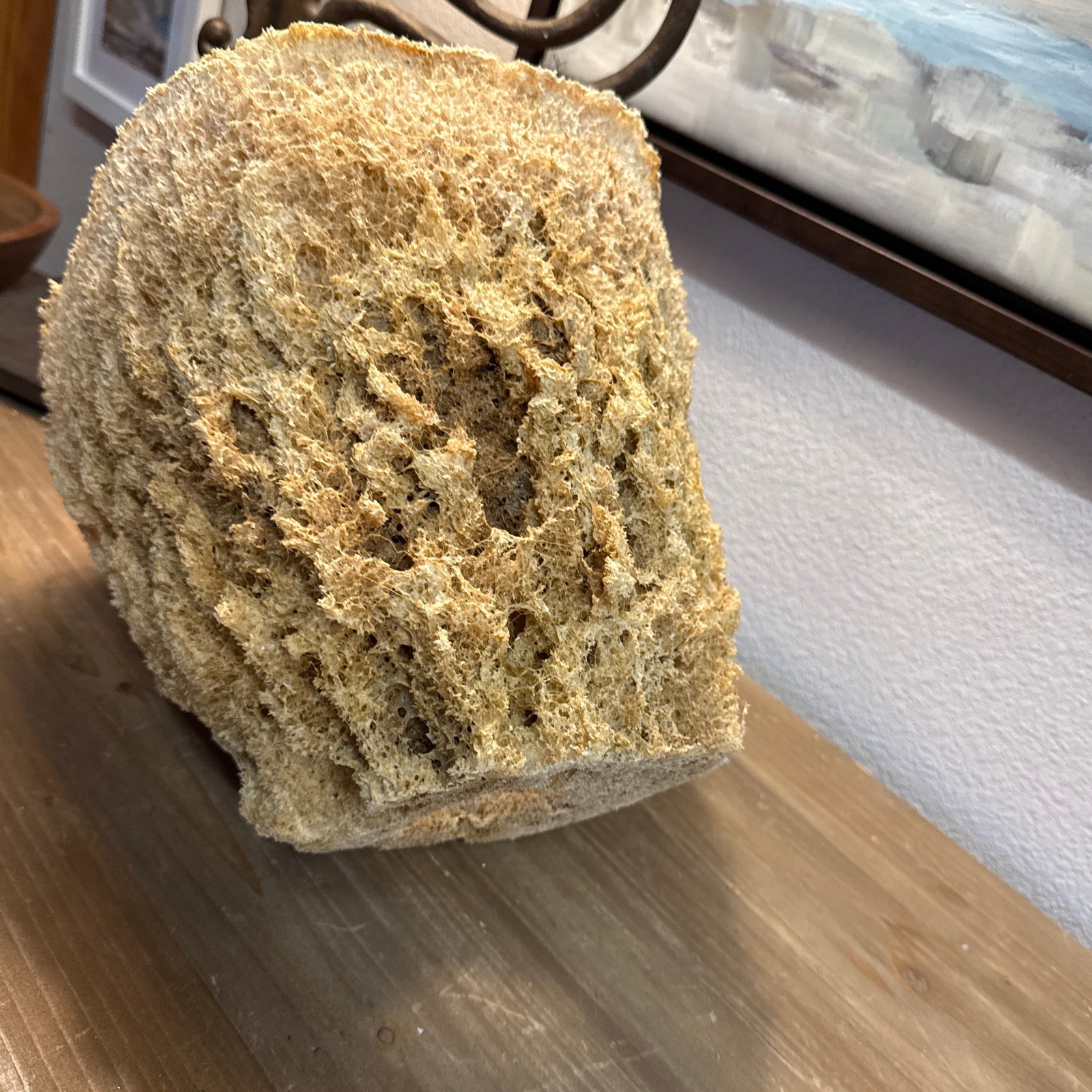 Large Natural Sea Basket Sponge Vase Very Large. - 4