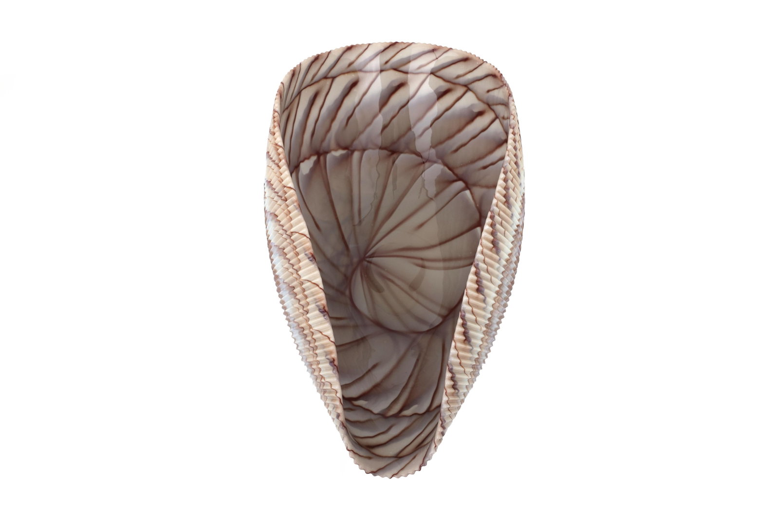 Large Yalos Murano Shell Ivory and Brown Glass Bowl - Folded Glass Centerpiece - 12