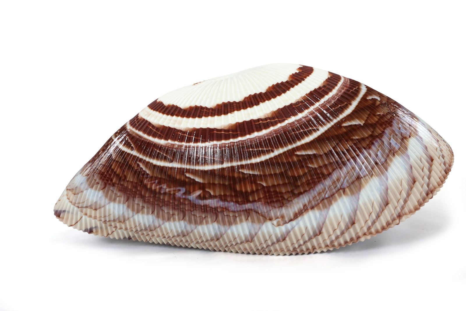 Large Yalos Murano Shell Ivory and Brown Glass Bowl - Folded Glass Centerpiece - 14